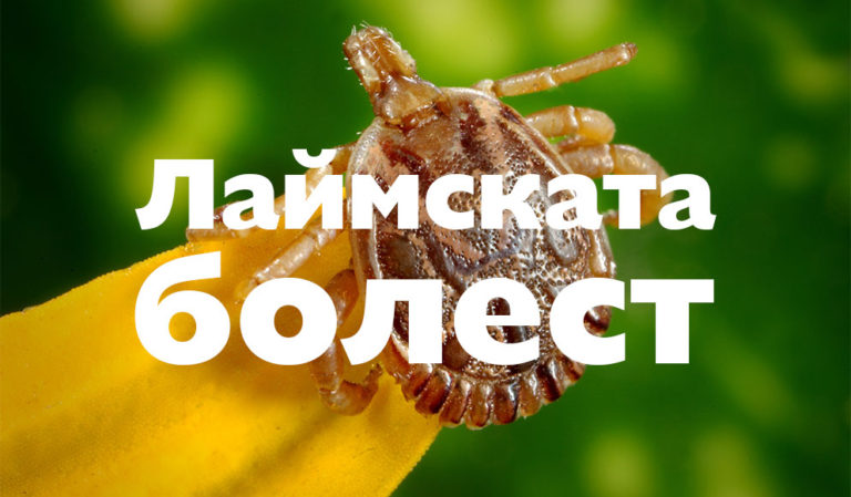 Лаймската болест: Новото ЛТТ изследване - Лаборатория SYNEVO