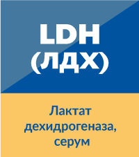 LDH / ЛДХ (Лактат дехидрогеназа)