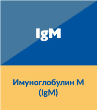 IgM - Имуноглобулин М